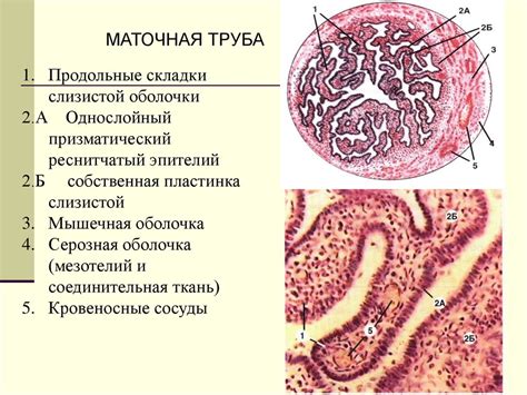 Женская половая система. Гистология - презентация онлайн