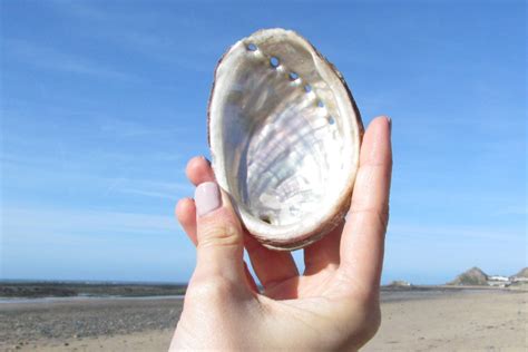 jersey pearl ormer
