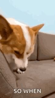 Dog Smirk Smirking GIF - Dog smirk Dog Smirking - Discover & Share GIFs