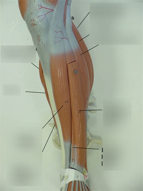 Anterior Leg Muscles Diagram | Quizlet