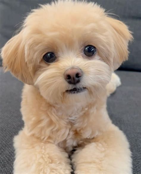 puppy cut maltipoo 2
