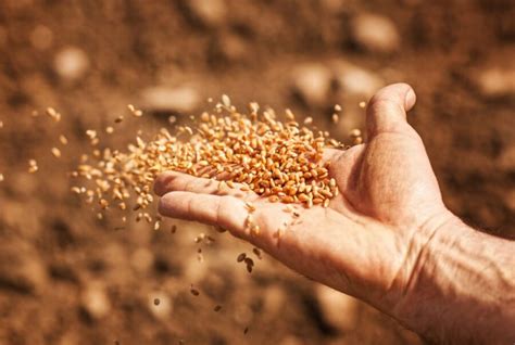 Dosagem Dramin Para Cachorro