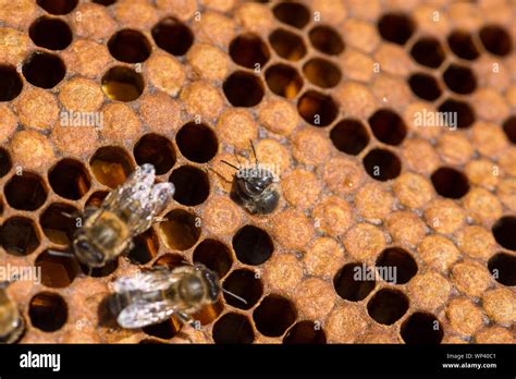 Bee rearing hi-res stock photography and images - Alamy