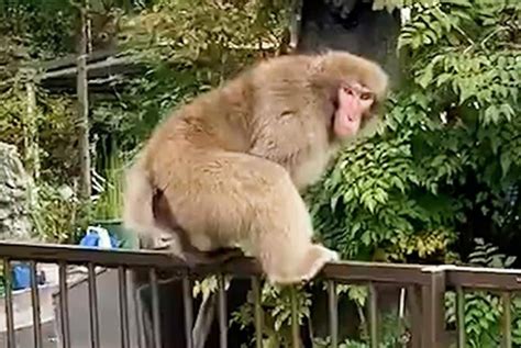 Watch: Police hunting for loose monkey spotted in Tokyo - UPI.com