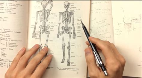 Como Estudar Anatomia Para Desenho - ANATOMIA PARA DESENHO: COMO ESTUDAR DO JEITO CERTO - Ricardo Yamaguchi