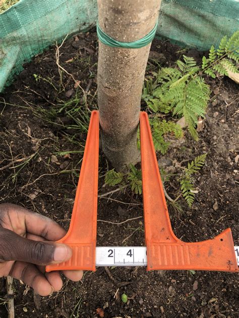 Jacaranda mimosifolia - Jacaranda - Wholesale Trees For Sale Near Cape Town
