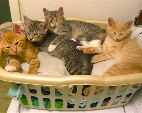 A basket full of feral kittens : r/cats