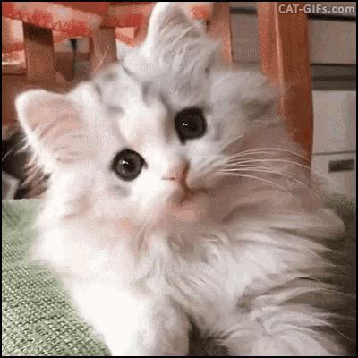 Cute Kitten Gif Cute Kitten Cheeks Discover Share Gifs Images