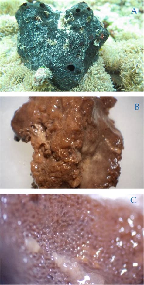 1 (a) Growth from Sligthy globular sponge, with big size oscula. (b)... | Download Scientific ...