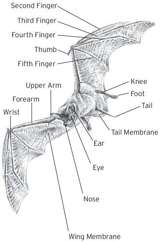 Bat-Watching Sites of Texas