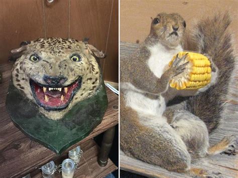 These Bad Taxidermy Creations Are Fucking Horrific