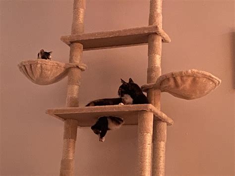 Why is my cat leaking through the cat tree? : r/AnimalsBeingDerps