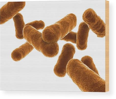 Bacillus Bacteria Shape Genomic Characterization Of Bacillus Sp.