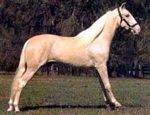 hd animals wallpapers tennessee walking horse