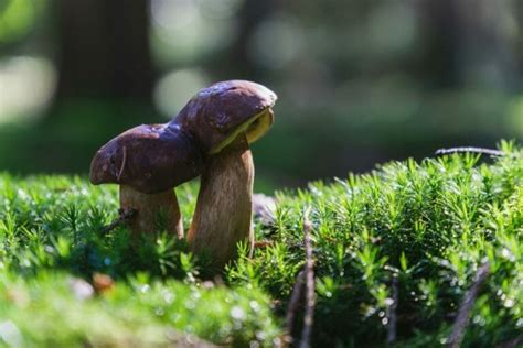 Is Penis Envy Mushroom the Holy Grail of Psychedelics?