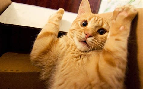 Awesome Cat Desktop Wallpapers - Top Free Awesome Cat Desktop ...