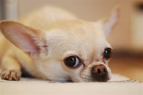 How Long Do Teacup Chihuahuas Live In Human Years