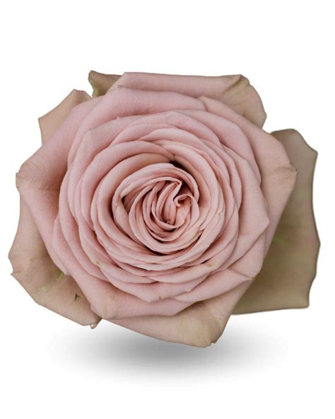 mokka mocca rosas del corazon