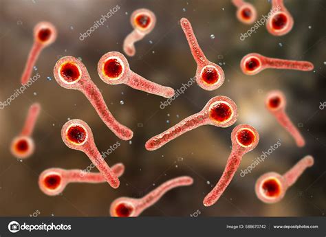 clostridium tetani bacteria causative agent tetanus disease