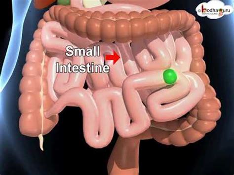 Science - Human Digestive System Overview -3D animation - English - YouTube