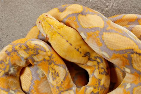 All You Should Know About Albino Ball Python Morphs