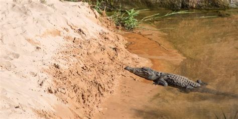 8 Interesting Animals In Chad – (With Pictures)