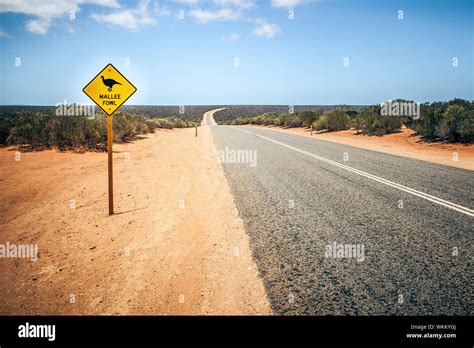 Mallee fowl hi-res stock photography and images - Alamy