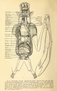 Megabat - Wikipedia