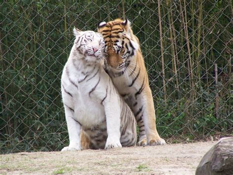 Two tigers in love : aww