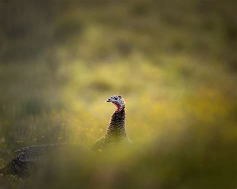 Evaluating Rio Grande Wild Turkey Movements Post Catastrophic Wildfire