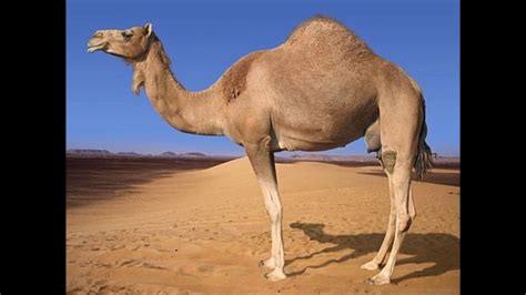 lol camel does some funny shit or whatever - YouTube