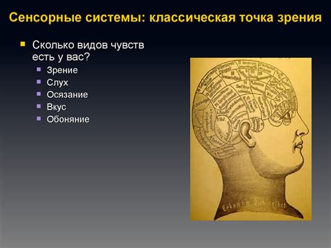 Сенсорные системы. Общие принципы и соматосенсорная система ...
