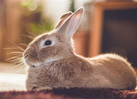 how to get rid of fleas on my rabbit