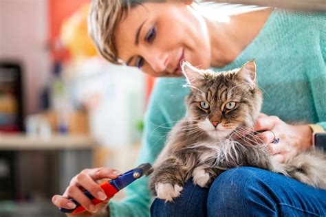 Best Hypoallergenic Cats | Money