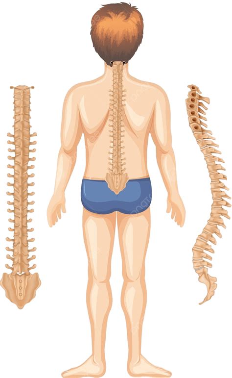 Columna Vertebral Anatomia 4