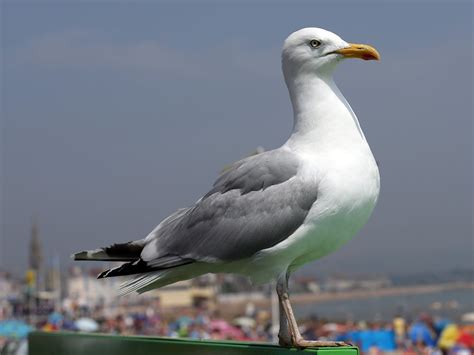Budget 2015: £250,000 allocated to tackle 'aggressive' seagulls | The ...