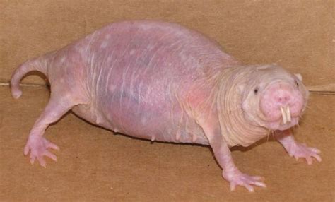 naked mole rat genome  key  long life