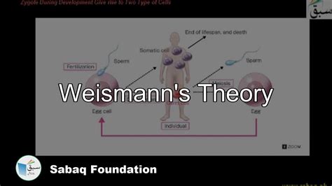 Weismann's Theory, Biology Lecture | Sabaq.pk - YouTube