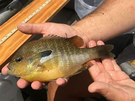 Sunfish vs Bluegill Identification Guide
