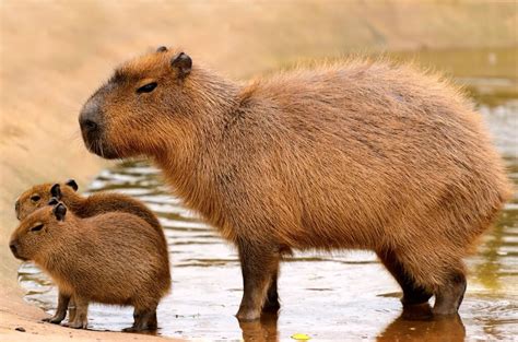 Capivara E Herbivoro Carnivoro Onivoro - Capivara é um mamífero herbívoro considerado o maior roedor do mundo