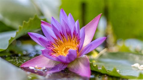 lotus  wallpapers top  lotus  backgrounds wallpaperaccess
