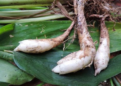Araruta É O Mesmo Que Maizena - Conheça a Araruta - Uma Planta Que Faz Milagres na Sua Saúde - Saúde ...