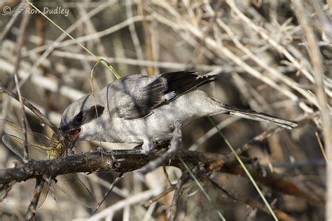 Young Loggerhead Shrike Practicing His Prey-impaling Skills – Feathered ...