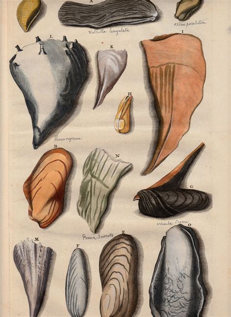 Antique Print Mussel Species by Rumphius (1741) – Bartele Gallery