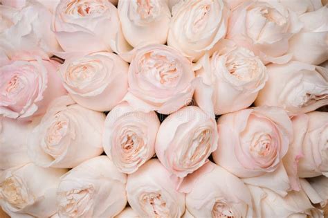 roses rose clair  libres de droits  gratuites de dreamstime