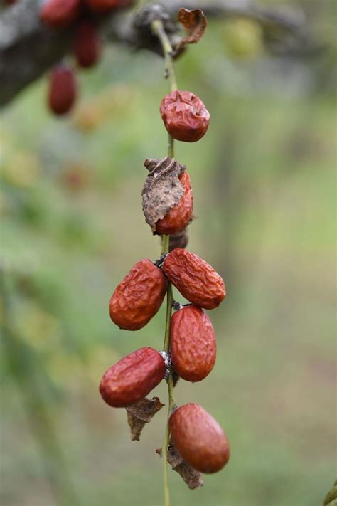 苗栗公館紅棗裂果災情慘 農業部公告補助鍾東錦再加碼
