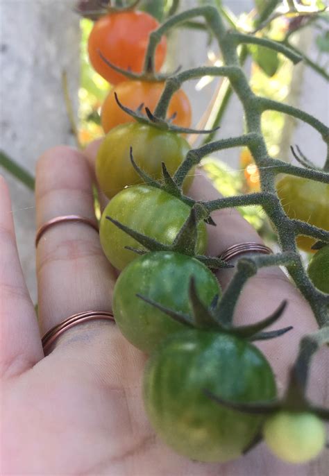I found some tomatoes that are ripening in a natural gradient! : r