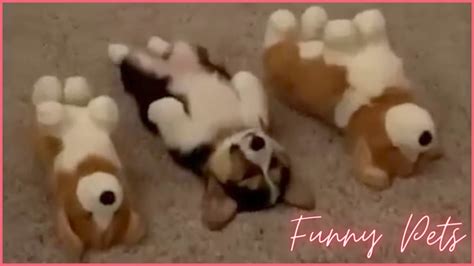 funny pets fails compilation  youtube