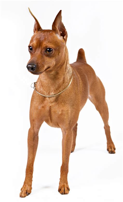 Miniature Pinscher | Miniature pinscher dog, Mini pinscher, Miniature♓ ...