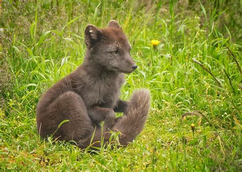Polarfuchs im Sommerkleid Foto & Bild | europe, scandinavia, iceland
